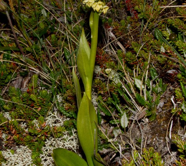 Hjónagrös – Pseudorchis