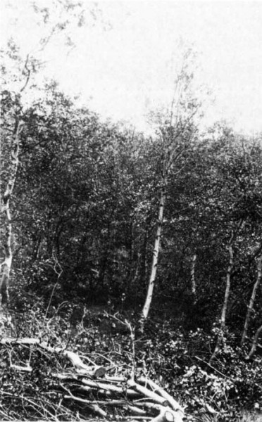 Fig. 8. Birchwood grown up from roots and stumps after 20 years of protection in the southern part of the woodland at Vaglir, 1930. Photo H. Bjarnason.