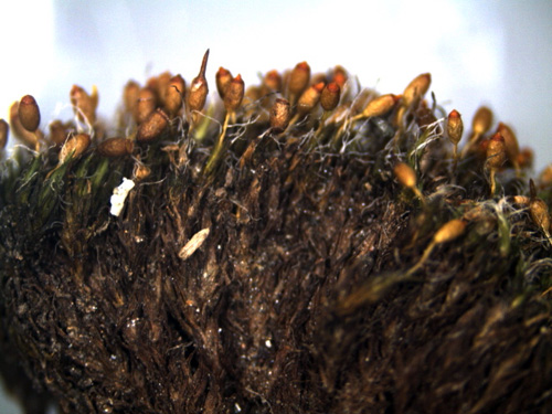 Grimmia Hedw. – skeggmosar