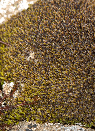 Schistidium – Kragamosar