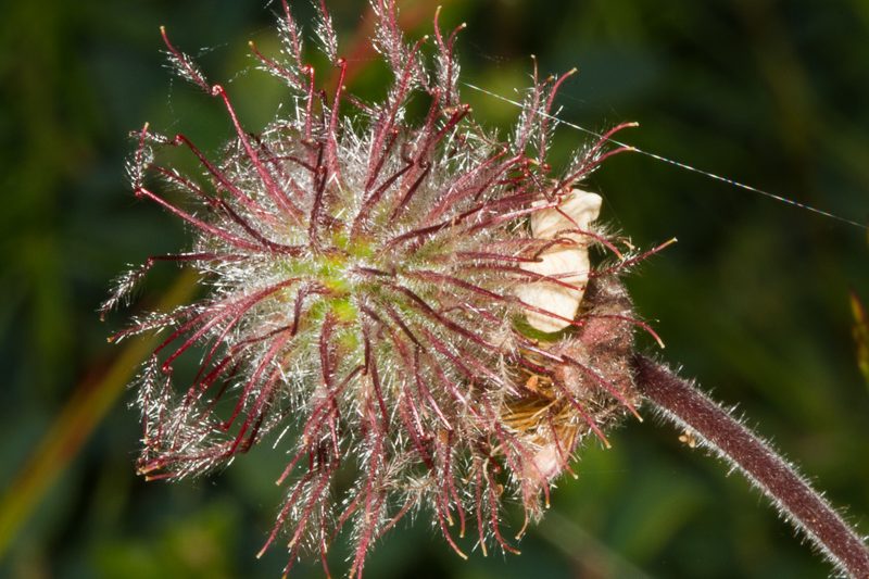 Biskupshattar (fjalldalafíflar) – Geum