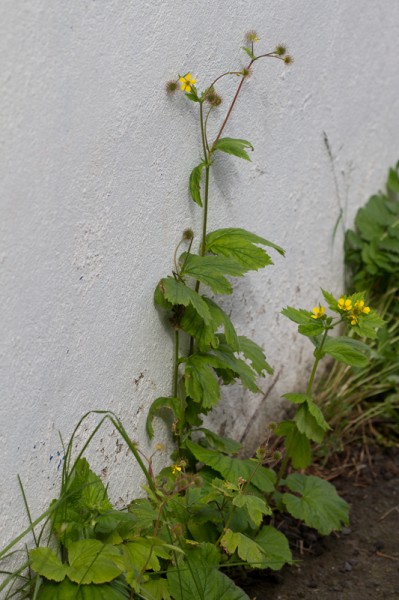 Laufdalafífill (Geum macrophyllum) hefur hér stolizt út úr garði og komið sér fyrir undir sólríkum vegg. Ljósm. ÁHB.