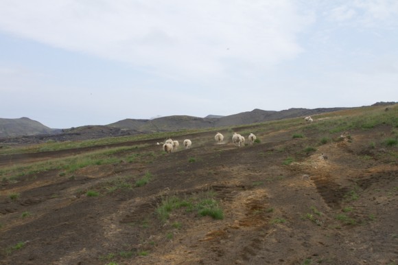 Myndin sýnir fé á Almenningum sumarið 2014. Ljósm. ÁHB.