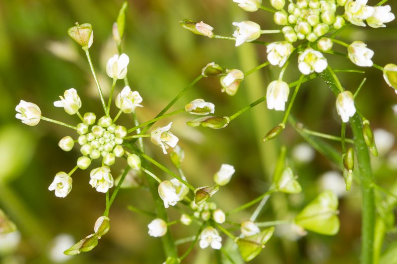 Hjartarfi – Capsella bursa-pastoris