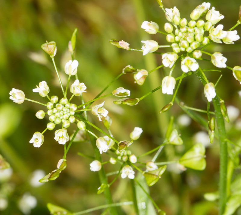 Hjartarfi – Capsella bursa-pastoris