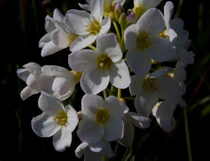 Krossblómaætt – Brassicaceae