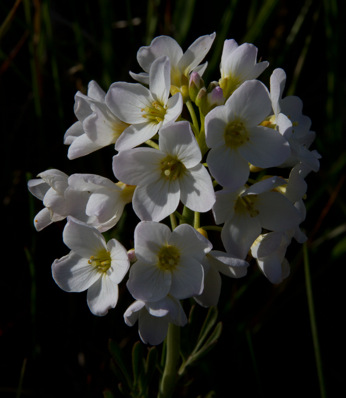 Krossblómaætt – Brassicaceae