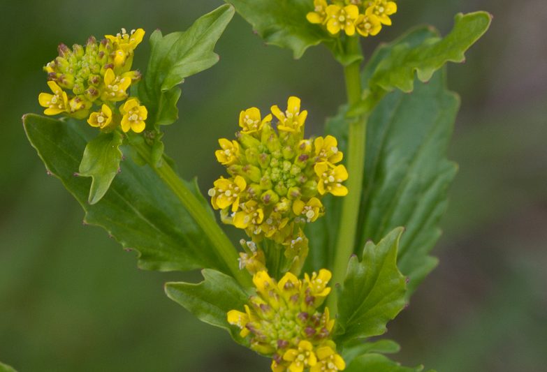 Aronsvendir – Erysimum