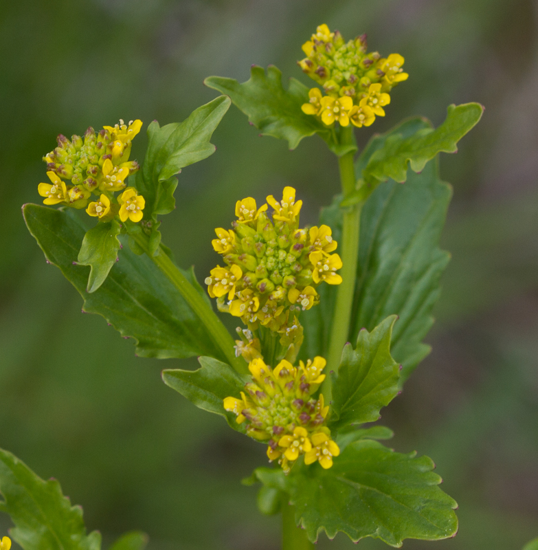 Aronsvendir – Erysimum