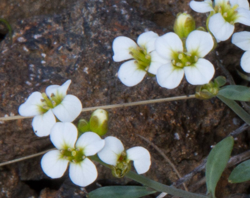 Melablóm – Arabidopsis