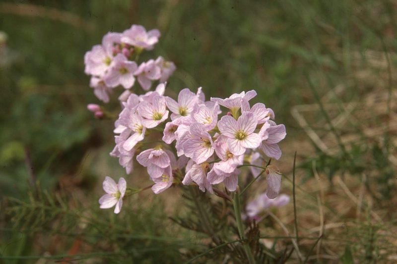 Klukkur – Cardamine