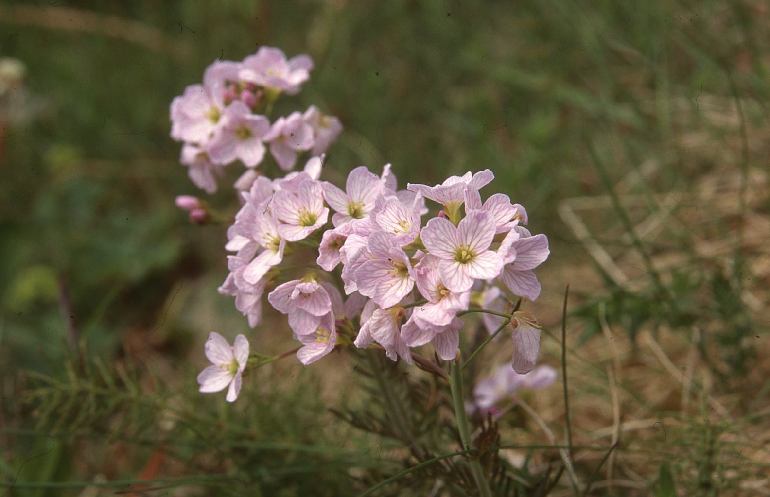 Klukkur – Cardamine
