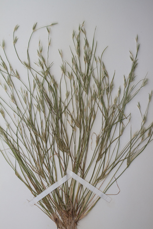 Nálar (Juncus) (pdf)
