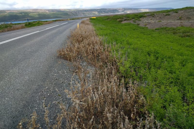Vegagerðin eitrar víða enn. – Hvar má tína ber?