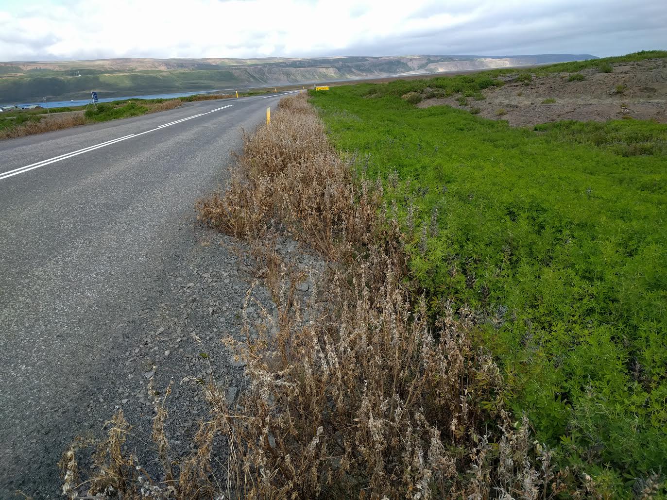 Vegagerðin eitrar víða enn. – Hvar má tína ber?