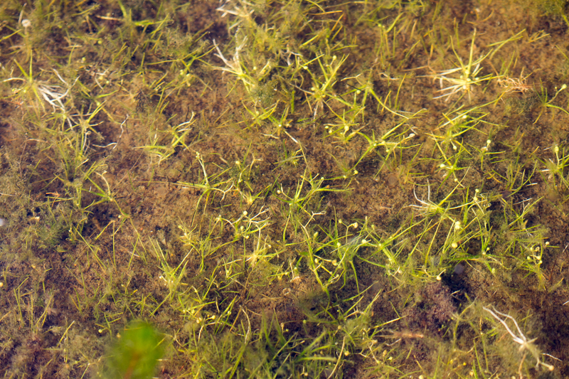 Alurtir – Subularia