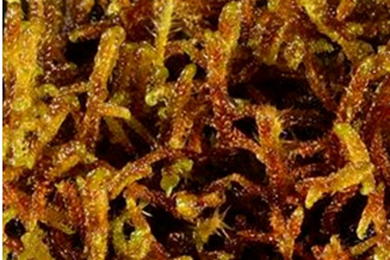 Scorpidium – krækjumosar
