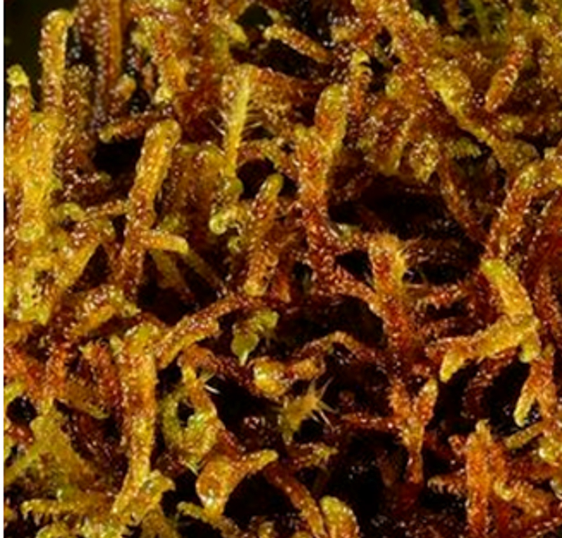 Scorpidium – krækjumosar