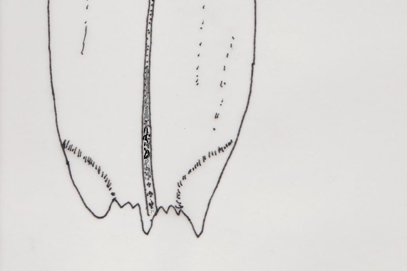 Straminergon – seilmosar