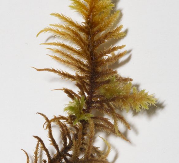 Abietinella – tindilmosar