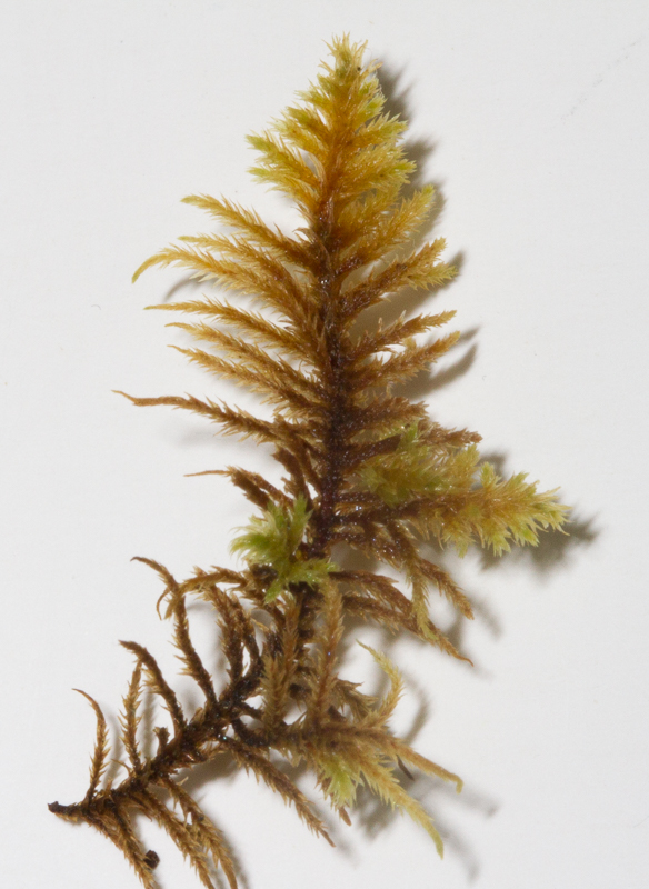 Abietinella – tindilmosar