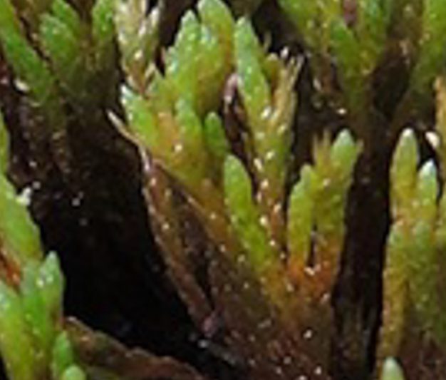 Anomobryum – bjartmosar