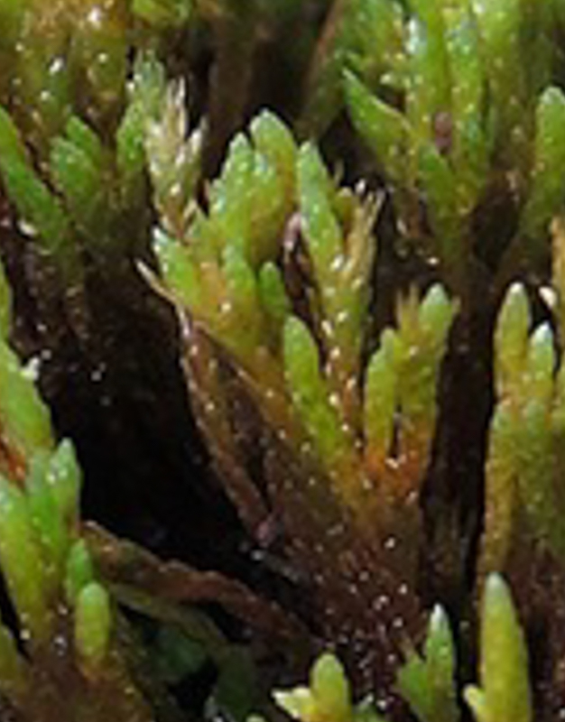Anomobryum – bjartmosar
