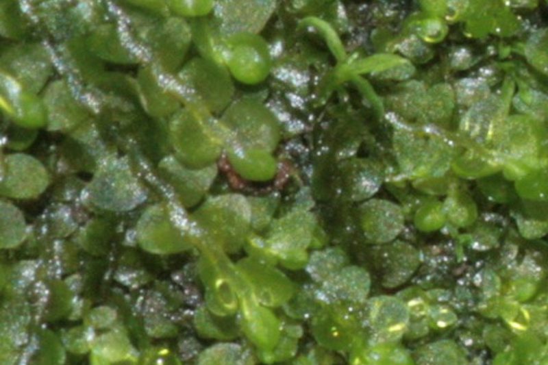 Jungermannia — bleðlumosar