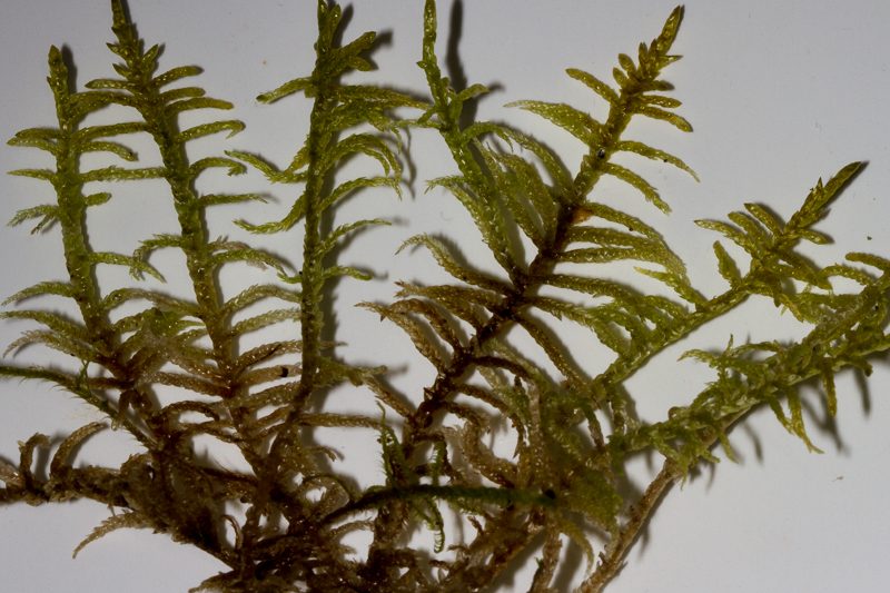 Pseudoscleropodium – döggmosar