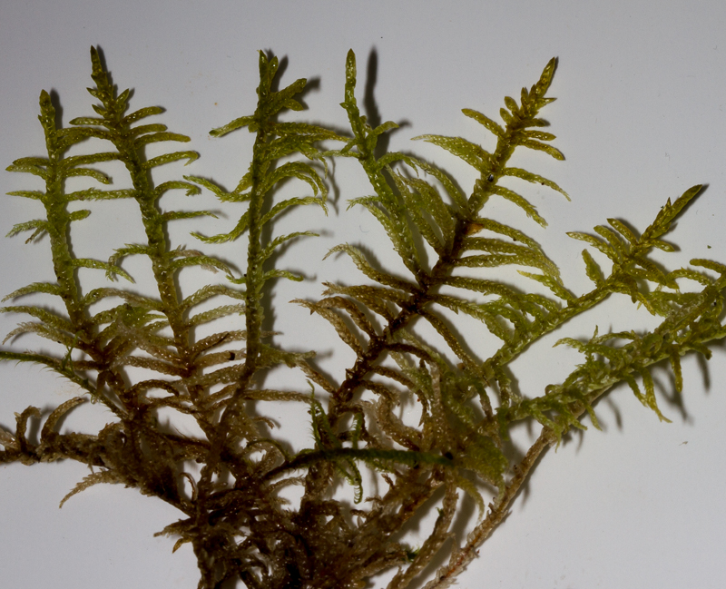 Pseudoscleropodium – döggmosar