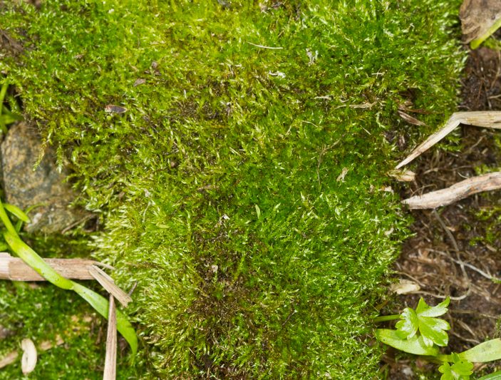 Amblystegium – rytjumosar