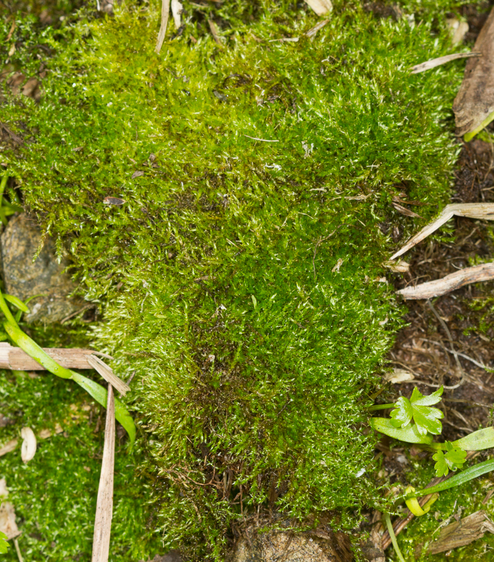Amblystegium – rytjumosar