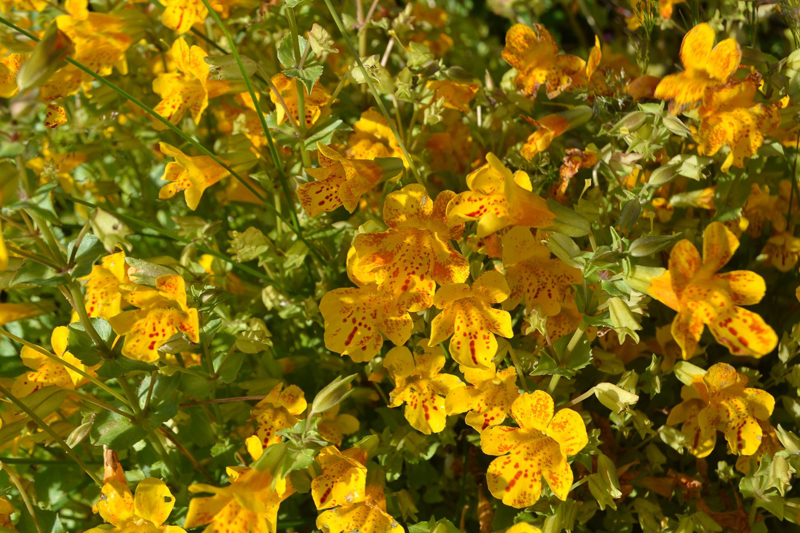 Apablóm – Erythranthe (syn. Mimulus)