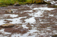 Hér vex Fontinalis antipyretica, ármosi, í breiðum. Auðvelt er að safna honum í miklum mæli. Myndin er tekin við Sauðafellslæk á Mosfellsheiði. Ljósm. ÁHB.