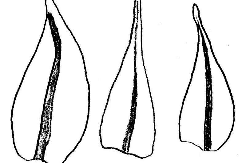 Hygroamblystegium – tjátlumosar