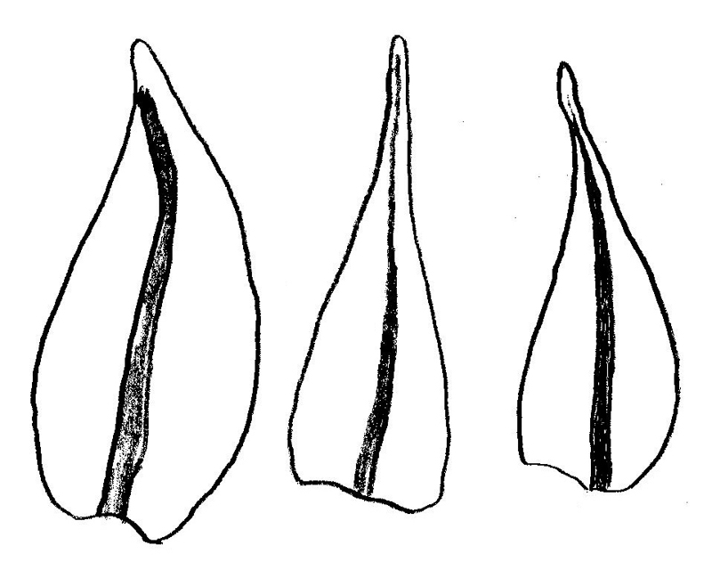 Hygroamblystegium – tjátlumosar