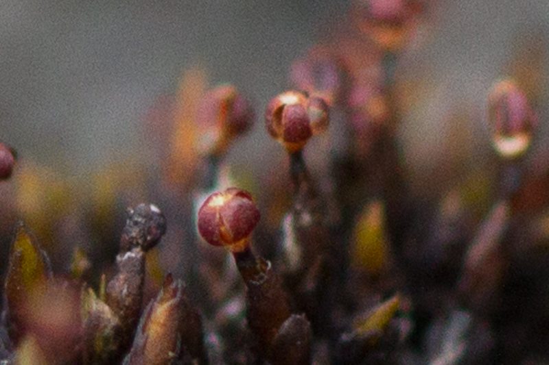 Andreaea – sótmosar