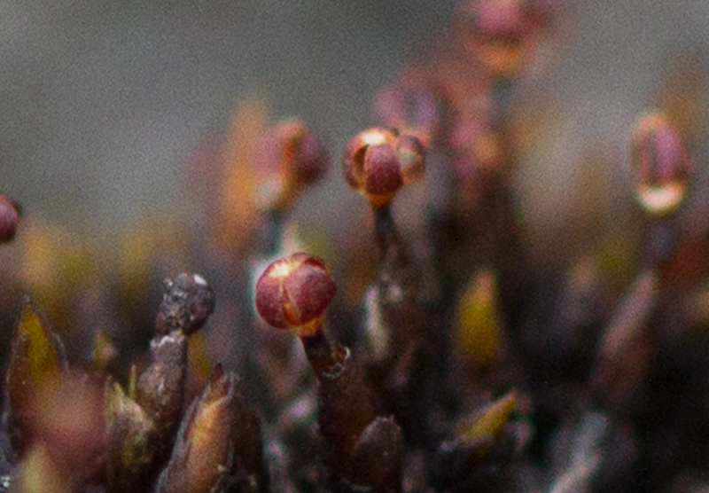Andreaea – sótmosar