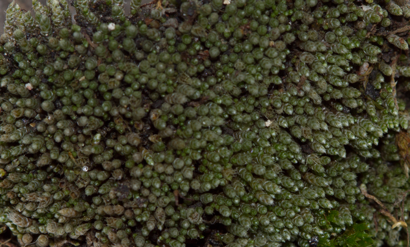 Bryum – hnokkmosar