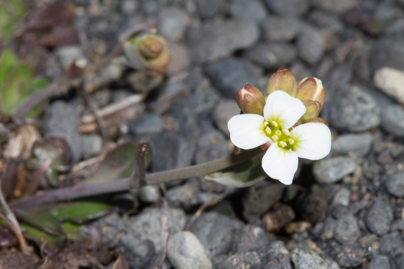 Krossblómaætt — Brassicaceae (að hluta)