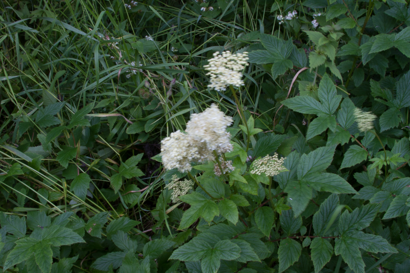 Mjaðjurt – Filipendula ulmaria