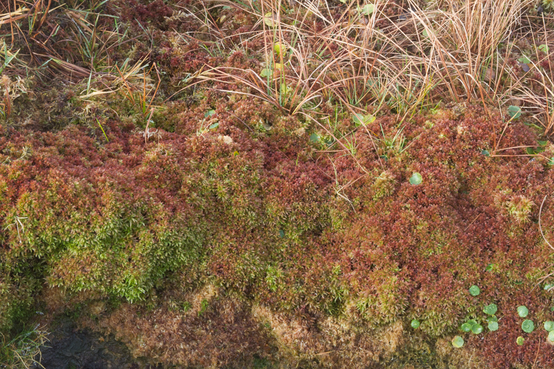 Breytingar innan Sphagnum-ættkvíslar