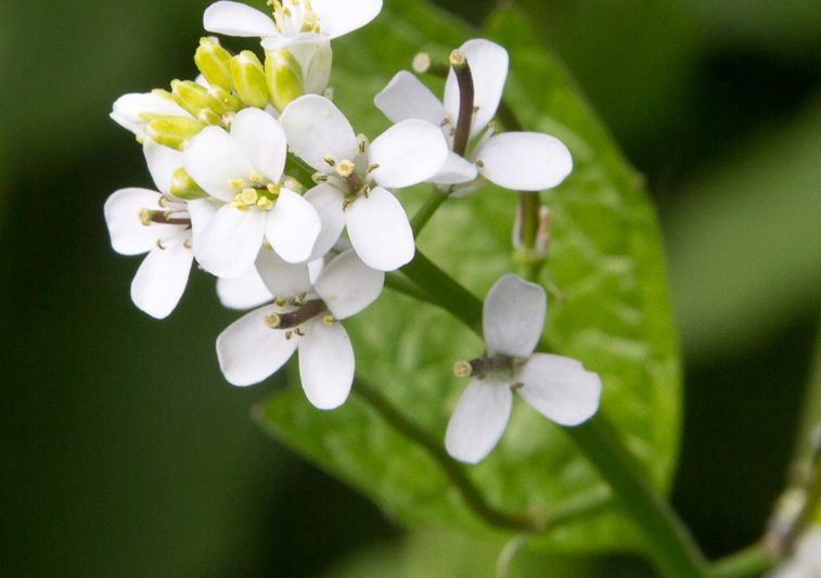 Laukkarsi – Alliaria petiolata