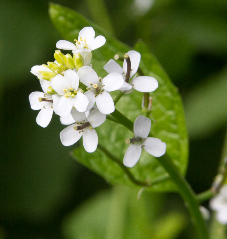 Laukkarsi – Alliaria petiolata