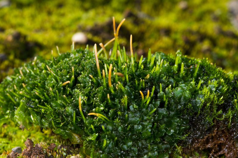 Flatmosar og hornmosar á Íslandi