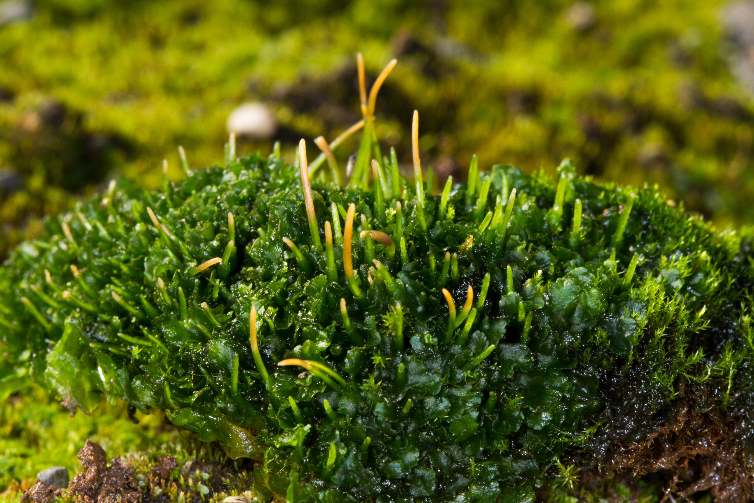 Flatmosar og hornmosar á Íslandi